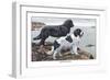 Two Newfoundlands-Louis Agassiz Fuertes-Framed Premium Giclee Print