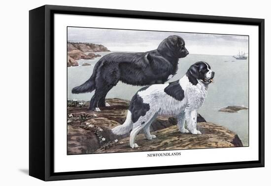 Two Newfoundlands-Louis Agassiz Fuertes-Framed Stretched Canvas