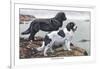 Two Newfoundlands-Louis Agassiz Fuertes-Framed Art Print