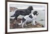 Two Newfoundlands-Louis Agassiz Fuertes-Framed Art Print