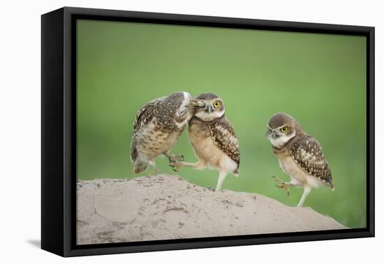 Two Newly Fledged Burrowing Owl Chicks (Athene Cunicularia), Pantanal, Brazil-Bence Mate-Framed Stretched Canvas