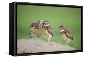 Two Newly Fledged Burrowing Owl Chicks (Athene Cunicularia), Pantanal, Brazil-Bence Mate-Framed Stretched Canvas