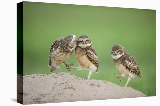 Two Newly Fledged Burrowing Owl Chicks (Athene Cunicularia), Pantanal, Brazil-Bence Mate-Stretched Canvas