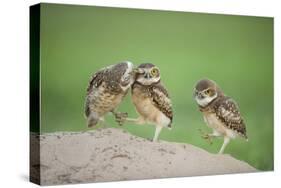 Two Newly Fledged Burrowing Owl Chicks (Athene Cunicularia), Pantanal, Brazil-Bence Mate-Stretched Canvas