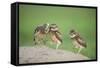 Two Newly Fledged Burrowing Owl Chicks (Athene Cunicularia), Pantanal, Brazil-Bence Mate-Framed Stretched Canvas