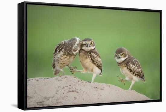 Two Newly Fledged Burrowing Owl Chicks (Athene Cunicularia), Pantanal, Brazil-Bence Mate-Framed Stretched Canvas