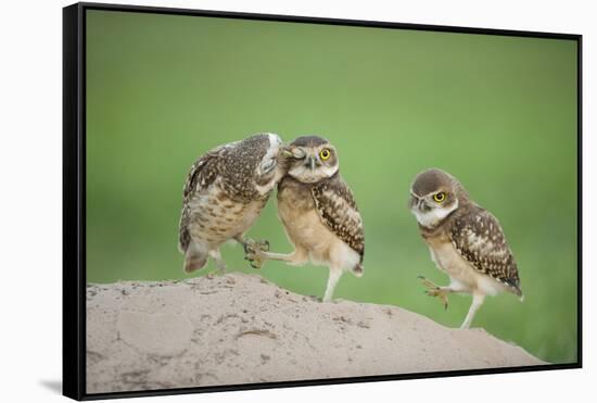 Two Newly Fledged Burrowing Owl Chicks (Athene Cunicularia), Pantanal, Brazil-Bence Mate-Framed Stretched Canvas