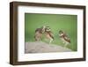 Two Newly Fledged Burrowing Owl Chicks (Athene Cunicularia), Pantanal, Brazil-Bence Mate-Framed Premium Photographic Print