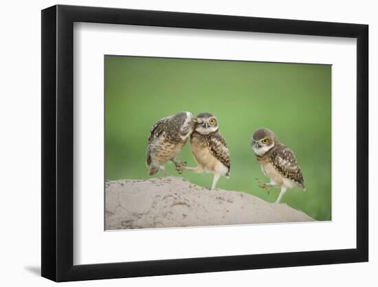 Two Newly Fledged Burrowing Owl Chicks (Athene Cunicularia), Pantanal, Brazil-Bence Mate-Framed Premium Photographic Print