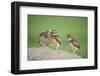 Two Newly Fledged Burrowing Owl Chicks (Athene Cunicularia), Pantanal, Brazil-Bence Mate-Framed Premium Photographic Print