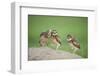 Two Newly Fledged Burrowing Owl Chicks (Athene Cunicularia), Pantanal, Brazil-Bence Mate-Framed Premium Photographic Print