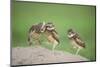 Two Newly Fledged Burrowing Owl Chicks (Athene Cunicularia), Pantanal, Brazil-Bence Mate-Mounted Premium Photographic Print