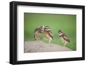 Two Newly Fledged Burrowing Owl Chicks (Athene Cunicularia), Pantanal, Brazil-Bence Mate-Framed Photographic Print