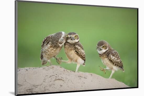 Two Newly Fledged Burrowing Owl Chicks (Athene Cunicularia), Pantanal, Brazil-Bence Mate-Mounted Photographic Print