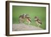 Two Newly Fledged Burrowing Owl Chicks (Athene Cunicularia), Pantanal, Brazil-Bence Mate-Framed Photographic Print