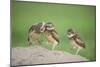 Two Newly Fledged Burrowing Owl Chicks (Athene Cunicularia), Pantanal, Brazil-Bence Mate-Mounted Photographic Print