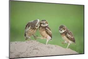 Two Newly Fledged Burrowing Owl Chicks (Athene Cunicularia), Pantanal, Brazil-Bence Mate-Mounted Photographic Print