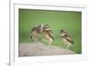 Two Newly Fledged Burrowing Owl Chicks (Athene Cunicularia), Pantanal, Brazil-Bence Mate-Framed Photographic Print