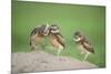 Two Newly Fledged Burrowing Owl Chicks (Athene Cunicularia), Pantanal, Brazil-Bence Mate-Mounted Photographic Print