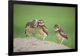 Two Newly Fledged Burrowing Owl Chicks (Athene Cunicularia), Pantanal, Brazil-Bence Mate-Framed Photographic Print