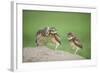 Two Newly Fledged Burrowing Owl Chicks (Athene Cunicularia), Pantanal, Brazil-Bence Mate-Framed Photographic Print