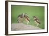 Two Newly Fledged Burrowing Owl Chicks (Athene Cunicularia), Pantanal, Brazil-Bence Mate-Framed Photographic Print