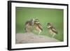 Two Newly Fledged Burrowing Owl Chicks (Athene Cunicularia), Pantanal, Brazil-Bence Mate-Framed Photographic Print