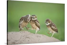 Two Newly Fledged Burrowing Owl Chicks (Athene Cunicularia), Pantanal, Brazil-Bence Mate-Stretched Canvas