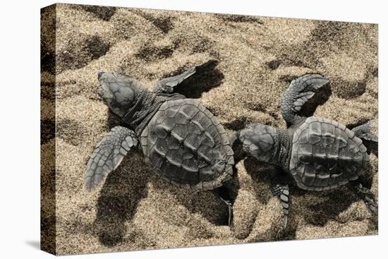 Two Newly Hatched Loggerhead Turtles (Caretta Caretta) Heading for the Sea, Dalyan Delta, Turkey-Zankl-Stretched Canvas