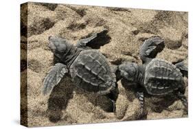 Two Newly Hatched Loggerhead Turtles (Caretta Caretta) Heading for the Sea, Dalyan Delta, Turkey-Zankl-Stretched Canvas