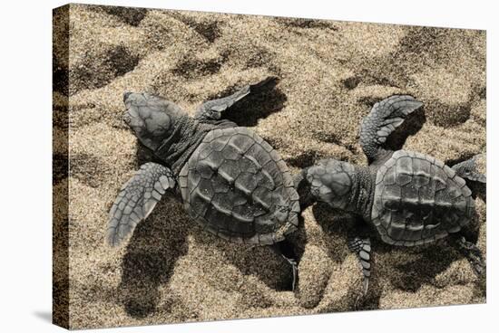 Two Newly Hatched Loggerhead Turtles (Caretta Caretta) Heading for the Sea, Dalyan Delta, Turkey-Zankl-Stretched Canvas