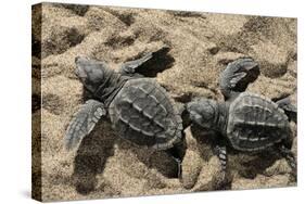 Two Newly Hatched Loggerhead Turtles (Caretta Caretta) Heading for the Sea, Dalyan Delta, Turkey-Zankl-Stretched Canvas