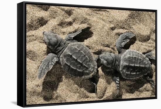 Two Newly Hatched Loggerhead Turtles (Caretta Caretta) Heading for the Sea, Dalyan Delta, Turkey-Zankl-Framed Stretched Canvas