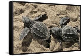 Two Newly Hatched Loggerhead Turtles (Caretta Caretta) Heading for the Sea, Dalyan Delta, Turkey-Zankl-Framed Stretched Canvas