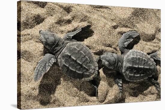 Two Newly Hatched Loggerhead Turtles (Caretta Caretta) Heading for the Sea, Dalyan Delta, Turkey-Zankl-Stretched Canvas