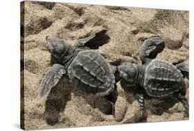 Two Newly Hatched Loggerhead Turtles (Caretta Caretta) Heading for the Sea, Dalyan Delta, Turkey-Zankl-Stretched Canvas