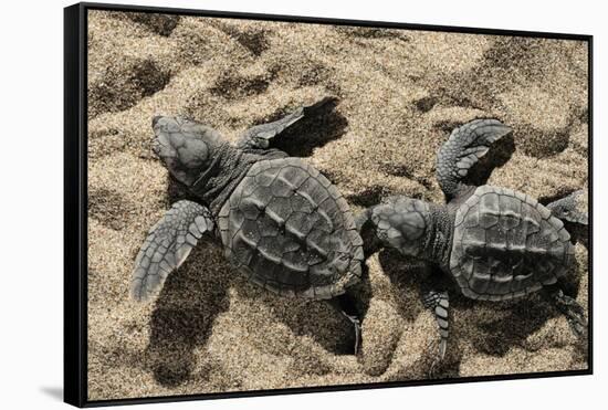 Two Newly Hatched Loggerhead Turtles (Caretta Caretta) Heading for the Sea, Dalyan Delta, Turkey-Zankl-Framed Stretched Canvas