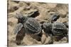Two Newly Hatched Loggerhead Turtles (Caretta Caretta) Heading for the Sea, Dalyan Delta, Turkey-Zankl-Stretched Canvas