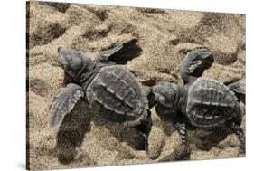 Two Newly Hatched Loggerhead Turtles (Caretta Caretta) Heading for the Sea, Dalyan Delta, Turkey-Zankl-Stretched Canvas