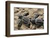 Two Newly Hatched Loggerhead Turtles (Caretta Caretta) Heading for the Sea, Dalyan Delta, Turkey-Zankl-Framed Premium Photographic Print