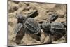 Two Newly Hatched Loggerhead Turtles (Caretta Caretta) Heading for the Sea, Dalyan Delta, Turkey-Zankl-Mounted Premium Photographic Print