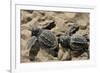 Two Newly Hatched Loggerhead Turtles (Caretta Caretta) Heading for the Sea, Dalyan Delta, Turkey-Zankl-Framed Photographic Print