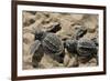 Two Newly Hatched Loggerhead Turtles (Caretta Caretta) Heading for the Sea, Dalyan Delta, Turkey-Zankl-Framed Photographic Print