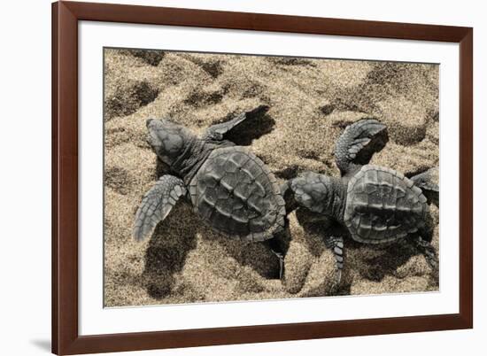 Two Newly Hatched Loggerhead Turtles (Caretta Caretta) Heading for the Sea, Dalyan Delta, Turkey-Zankl-Framed Photographic Print