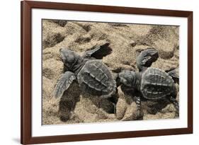 Two Newly Hatched Loggerhead Turtles (Caretta Caretta) Heading for the Sea, Dalyan Delta, Turkey-Zankl-Framed Photographic Print