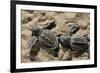 Two Newly Hatched Loggerhead Turtles (Caretta Caretta) Heading for the Sea, Dalyan Delta, Turkey-Zankl-Framed Photographic Print