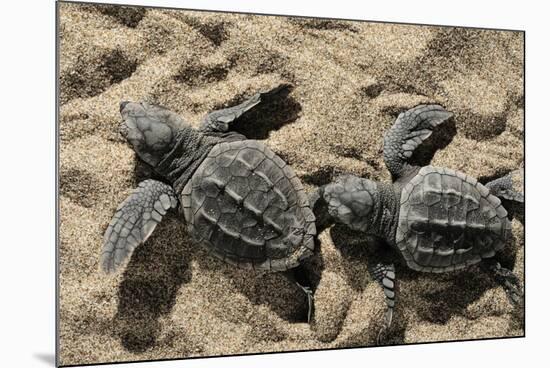 Two Newly Hatched Loggerhead Turtles (Caretta Caretta) Heading for the Sea, Dalyan Delta, Turkey-Zankl-Mounted Photographic Print