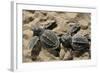 Two Newly Hatched Loggerhead Turtles (Caretta Caretta) Heading for the Sea, Dalyan Delta, Turkey-Zankl-Framed Photographic Print