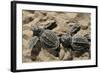 Two Newly Hatched Loggerhead Turtles (Caretta Caretta) Heading for the Sea, Dalyan Delta, Turkey-Zankl-Framed Photographic Print