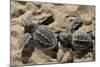 Two Newly Hatched Loggerhead Turtles (Caretta Caretta) Heading for the Sea, Dalyan Delta, Turkey-Zankl-Mounted Photographic Print